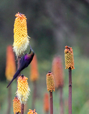 BIRD - SUNBIRD - TACAZZE SUNBIRD - BALE MOUNTAINS NATIONAL PARK ETHIOPIA (192).JPG