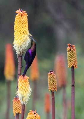 BIRD - SUNBIRD - TACAZZE SUNBIRD - BALE MOUNTAINS NATIONAL PARK ETHIOPIA (194).JPG