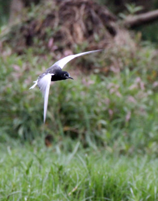BIRD - TERN - WHITE-WINGED TERN - LAKE AWASSA ETHIOPIA (2).JPG