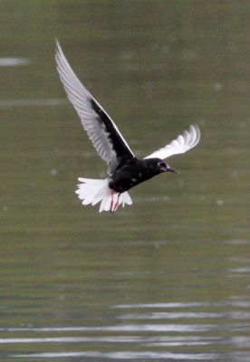BIRD - TERN - WHITE-WINGED TERN - LAKE AWASSA ETHIOPIA (4).JPG