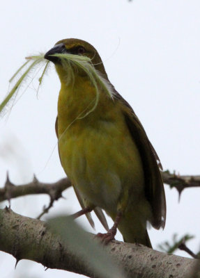 BIRD - WEAVER - VILLAGE WEAVER - LAKE AWASSA ETHIOPIA (10).JPG
