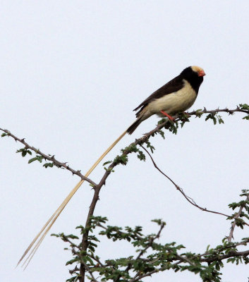 BIRD - WHYDAH - STRAW-TAILED WHYDAH - (Vidua fischeri) - AWASH NATIONAL PARK ETHIOPIA (2).JPG