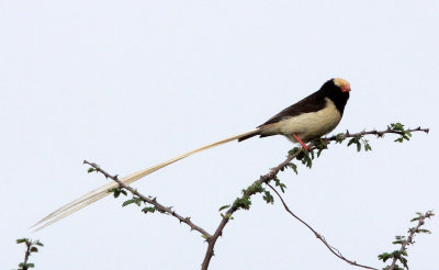 BIRD - WHYDAH - STRAW-TAILED WHYDAH - (Vidua fischeri) - AWASH NATIONAL PARK ETHIOPIA (3).JPG