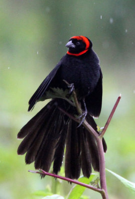BIRD - WIDOWBIRD - RED-COLLARED WIDOWBIRD - SENKELE SANCTUARY ETHIOPIA (4).JPG
