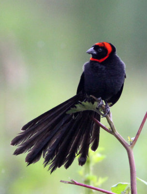 BIRD - WIDOWBIRD - RED-COLLARED WIDOWBIRD - SENKELE SANCTUARY ETHIOPIA (7).JPG