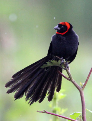 BIRD - WIDOWBIRD - RED-COLLARED WIDOWBIRD - SENKELE SANCTUARY ETHIOPIA (8).JPG