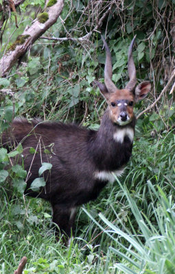 BOVID - BUSHBUCK - Meneliks Bushbuck   (Tragelaphus meneliki) - BALE MOUNTAINS NATIONAL PARK ETHIOPIA (124).JPG