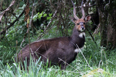 BOVID - BUSHBUCK - Meneliks Bushbuck   (Tragelaphus meneliki) - BALE MOUNTAINS NATIONAL PARK ETHIOPIA (125).JPG