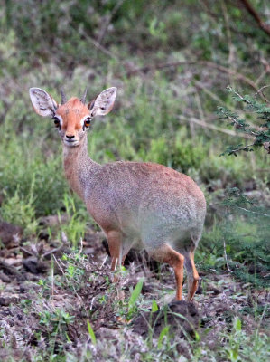 BOVID - DIKDIK - Harar Dik Dik   (Madoqua hararensis) - AWASH NATIONAL PARK ETHIOPIA (13).JPG