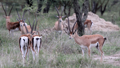 BOVID - GAZELLE - BRIGHT'S GAZELLE -  ABIATA-SHALLA NATIONAL PARK ETHIOPIA (1).JPG