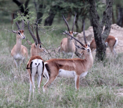 BOVID - GAZELLE - BRIGHT'S GAZELLE -  ABIATA-SHALLA NATIONAL PARK ETHIOPIA (4).JPG