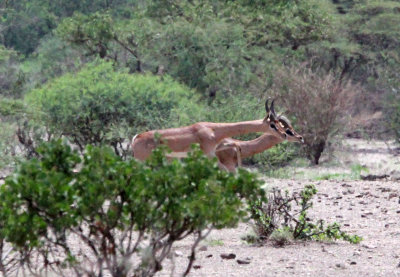 BOVID - GERENUK - NORTHERN GERENUK - ALI DEGE PLAINS ETHIOPIA (14).JPG