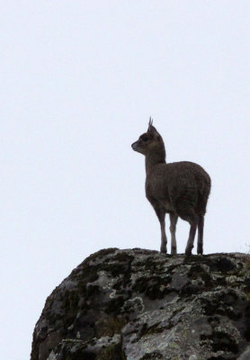 BOVID - KLIPSPRINGER - ETHIOPIAN HIGHLAND KLIPSPRINGER - BALE MOUNTAINS NATIONAL PARK ETHIOPIA (208).JPG