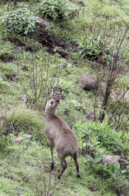 BOVID - KLIPSPRINGER - ETHIOPIAN HIGHLAND KLIPSPRINGER - SIMIEN MOUNTAINS NATIONAL PARK ETHIOPIA (3).JPG