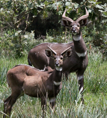 BOVID - NYALA - MOUNTAIN NYALA - BALE MOUNTAINS NATIONAL PARK ETHIOPIA (100).JPG