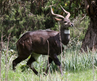 BOVID - NYALA - MOUNTAIN NYALA - BALE MOUNTAINS NATIONAL PARK ETHIOPIA (101).JPG