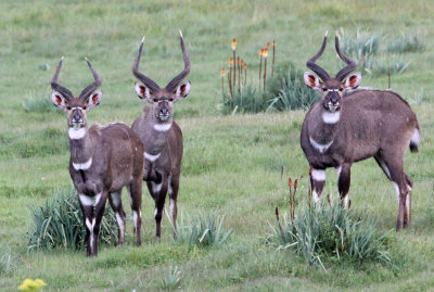 BOVID - NYALA - MOUNTAIN NYALA - BALE MOUNTAINS NATIONAL PARK ETHIOPIA (179).JPG