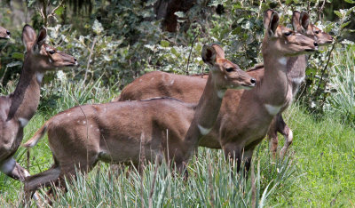 BOVID - NYALA - MOUNTAIN NYALA - BALE MOUNTAINS NATIONAL PARK ETHIOPIA (42).JPG