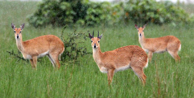 BOVID - ORIBI - SUDAN ORIBI - SENKELE SANCTUARY ETHIOPIA (6).JPG