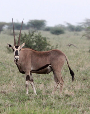 BOVID - ORYX - BEISA ORYX - AWASH NATIONAL PARK ETHIOPIA (10).JPG