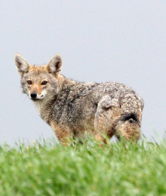 CANID - JACKAL - COMMON JACKAL - CANIS AUREUS - SIMIEN MOUNTAINS NATIONAL PARK ETHIOPIA (18).JPG