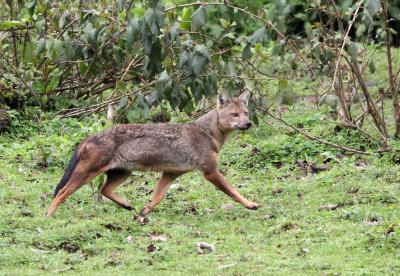 CANID - JACKAL - SPECIECS NOV - BALE MOUNTAINS NATIONAL PARK ETHIOPIA HARENNA FOREST (12).JPG