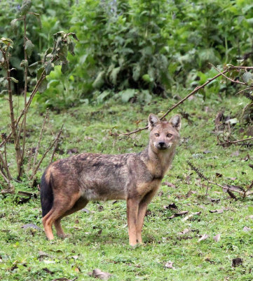 CANID - JACKAL - SPECIECS NOV - BALE MOUNTAINS NATIONAL PARK ETHIOPIA HARENNA FOREST (17).JPG