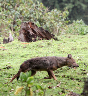 CANID - JACKAL - SPECIECS NOV - BALE MOUNTAINS NATIONAL PARK ETHIOPIA HARENNA FOREST (5).JPG