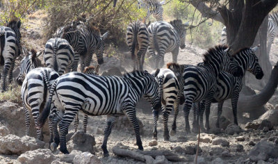 EQUID - ZEBRA - BOEHM'S ZEBRA - NECH SAR NATIONAL PARK ETHIOPIA (25).JPG