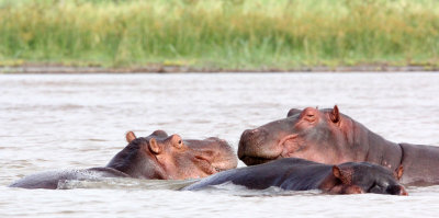 HIPPOPOTAMUS -  NECH SAR NATIONAL PARK ETHIOPIA (6).JPG