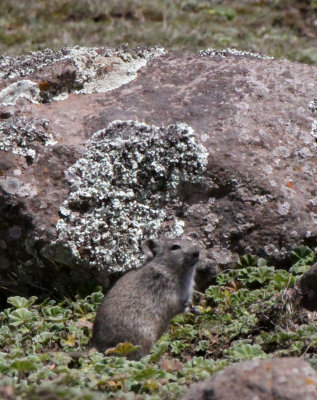 RODENT - BLACK-CLAWED BRUSH-FURRED MOUSE - BALE MOUNTAINS NATIONAL PARK ETHIOPIA (21).JPG