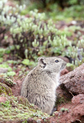 RODENT - BLACK-CLAWED BRUSH-FURRED MOUSE - BALE MOUNTAINS NATIONAL PARK ETHIOPIA (7).JPG