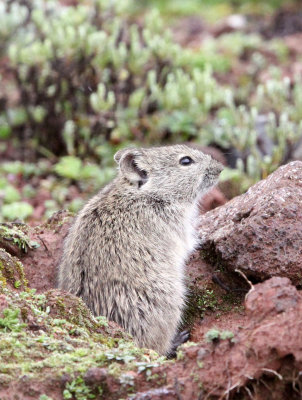 RODENT - BLACK-CLAWED BRUSH-FURRED MOUSE - BALE MOUNTAINS NATIONAL PARK ETHIOPIA (9).JPG