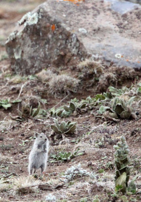 RODENT - BLICK'S GRASS MOUSE - BALE MOUNTAINS NATIONAL PARK ETHIOPIA (11).JPG