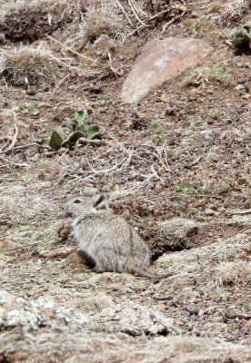 RODENT - BLICK'S GRASS MOUSE - BALE MOUNTAINS NATIONAL PARK ETHIOPIA (2).JPG