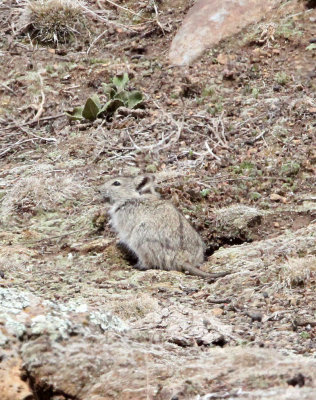 RODENT - BLICK'S GRASS MOUSE - BALE MOUNTAINS NATIONAL PARK ETHIOPIA (5).JPG