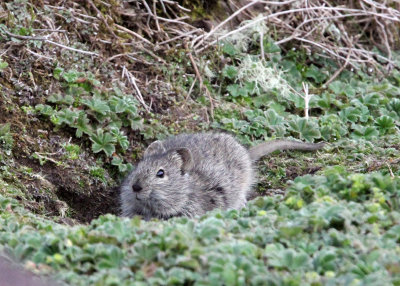 RODENT - BRUSH-FURRED MOUSE - SPECIES 2 - BALE MOUNTAINS NATIONAL PARK ETHIOPIA (4).JPG