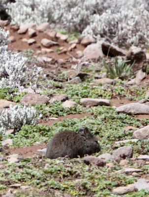 RODENT - BRUSH-FURRED MOUSE - SPECIES UNKNOWN - BALE MOUNTAINS NATIONAL PARK ETHIOPIA (1).JPG