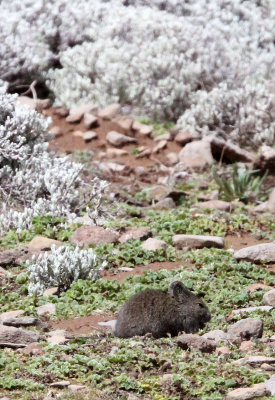 RODENT - BRUSH-FURRED MOUSE - SPECIES UNKNOWN - BALE MOUNTAINS NATIONAL PARK ETHIOPIA (3).JPG