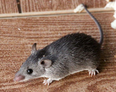 RODENT - Ethiopian White-footed Mouse (Myomys albipes) - ARBAMINCH ETHIOPIA (13).JPG