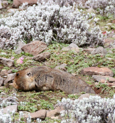 RODENT - GIANT MOLE RAT - BALE MOUNTAINS NATIONAL PARK ETHIOPIA (118).JPG