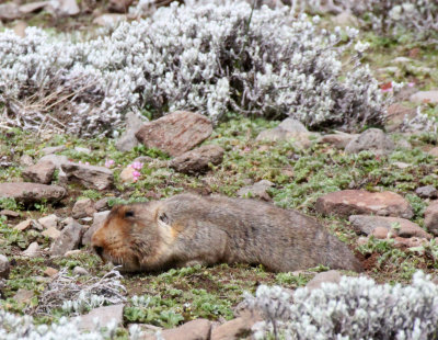 RODENT - GIANT MOLE RAT - BALE MOUNTAINS NATIONAL PARK ETHIOPIA (124).JPG