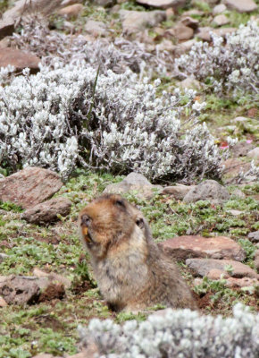 RODENT - GIANT MOLE RAT - BALE MOUNTAINS NATIONAL PARK ETHIOPIA (140).JPG