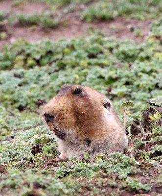 RODENT - GIANT MOLE RAT - BALE MOUNTAINS NATIONAL PARK ETHIOPIA (263).JPG