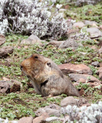 RODENT - GIANT MOLE RAT - BALE MOUNTAINS NATIONAL PARK ETHIOPIA (27).JPG