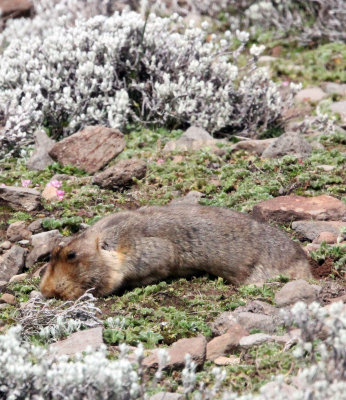 RODENT - GIANT MOLE RAT - BALE MOUNTAINS NATIONAL PARK ETHIOPIA (38).JPG