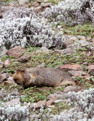 RODENT - GIANT MOLE RAT - BALE MOUNTAINS NATIONAL PARK ETHIOPIA (42).JPG