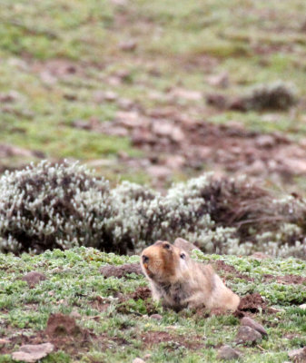 RODENT - GIANT MOLE RAT - BALE MOUNTAINS NATIONAL PARK ETHIOPIA (68).JPG