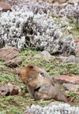 RODENT - GIANT MOLE RAT - BALE MOUNTAINS NATIONAL PARK ETHIOPIA (76).JPG