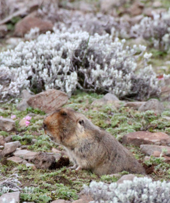 RODENT - GIANT MOLE RAT - BALE MOUNTAINS NATIONAL PARK ETHIOPIA (88).JPG